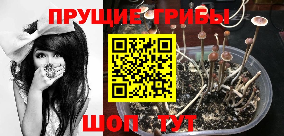 Псилоцибиновые грибы Psilocybine cubensis Пушкино